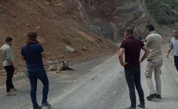 Çukurca'da yaralı ayıyı elektrikçiler buldu