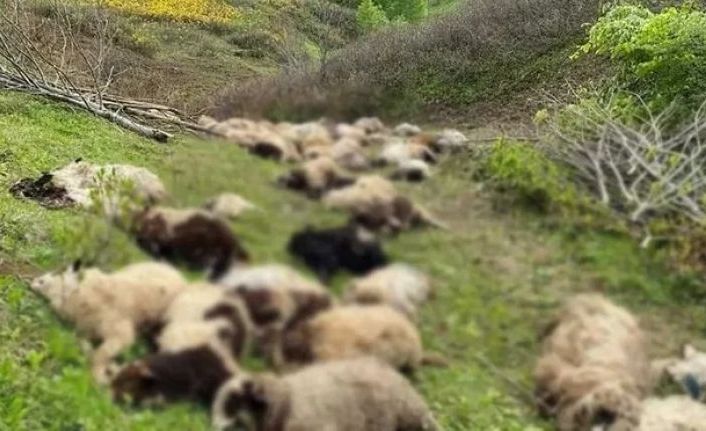 Ayıların saldırdığı sürüde 76 koyun öldü, 10 koyun kayıp