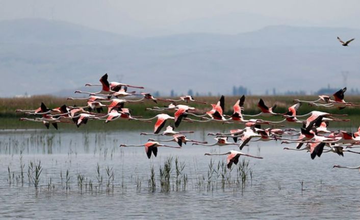 Yüksekova Nehil Sazlığı, ilk kez flamingoları ağırlıyor