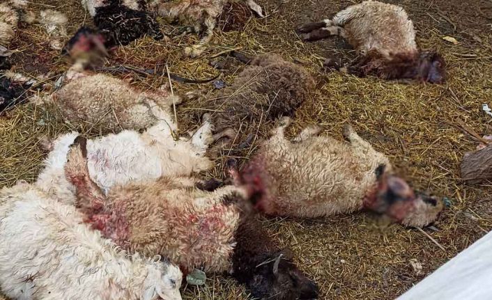 Yüksekova Salkımlı köyünde kurt saldırısı: 17 Koyun öldü